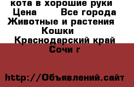 кота в хорошие руки › Цена ­ 0 - Все города Животные и растения » Кошки   . Краснодарский край,Сочи г.